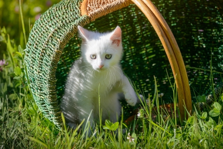 Cat - hat, pretty, cat face, beautiful, lovely, paws, cat, kitten, cute, cats, face, sleeping, animals, kitty