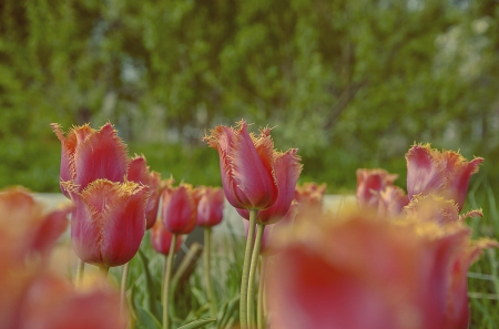 Tulips - flower, pink, cute, beautiful, flowers, photo, spring, lovely, nature, green