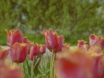 Tulips