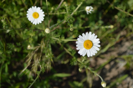 margarets - flowers, margarets, summer, sun