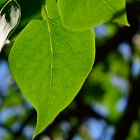 Glowing Nature