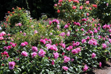 Rose Garden - roses, nature, beautiful, garden