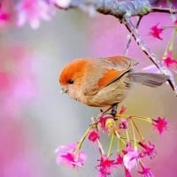 Cute Bird