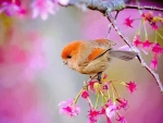 Cute Bird