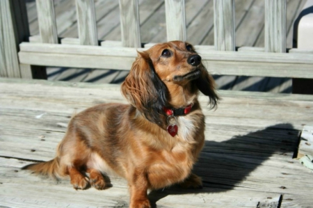 Zoey listening to her mom Debbie - puppys, dogs, funny, cute, puppies, zoey