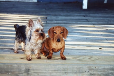 Chewy and Robbie enjoying sitting on the deck - robbie, dogs, funny, cute, chewy