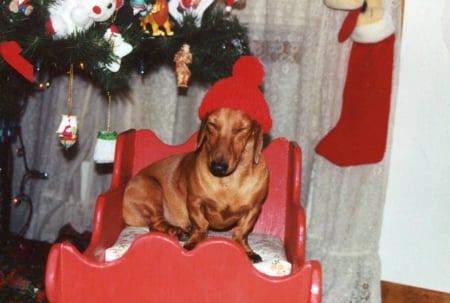 Robbie getting his Christmas picture taken - robbie, Christmas, dogs, funny