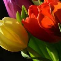 Tulips