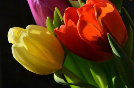 Tulips - trio, beautiful, tulips, colorful, flowers