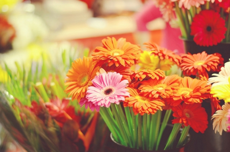 The colors of joy - beautiful, pink, orange, bouquet, flowers, gerberas, The colors of joy, nature, red