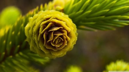 Fir cone - photography, branch, pine, leave, summer, leaf, wallpaper, hd, nature, fir, softness, macro, close-up, green, twigs