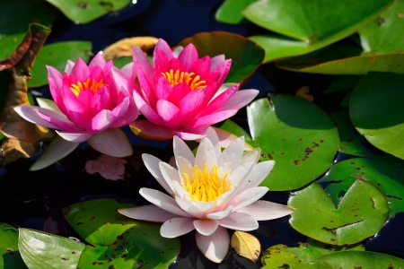 Waterlilies - white, blossoms, pink, leaves, pond, garden