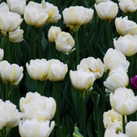 Field of White Tulips