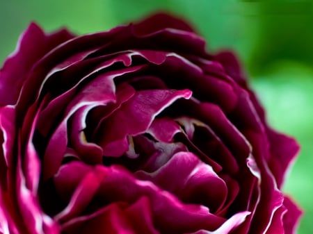 Red Rose - red, flower, purple, rose, close-up