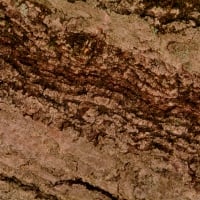 Tree Bark Texture