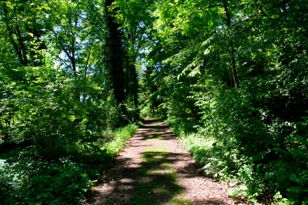 The Great Outdoors - walk in the forest, the great outdoors, walk in the woods, deep woods