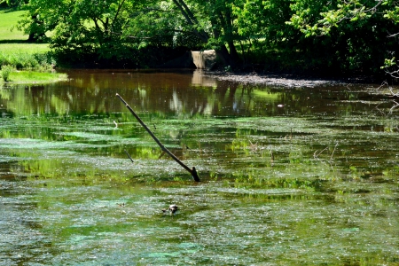 Murky Swamp - swamp, swampland, Murky Swamp, wetlands