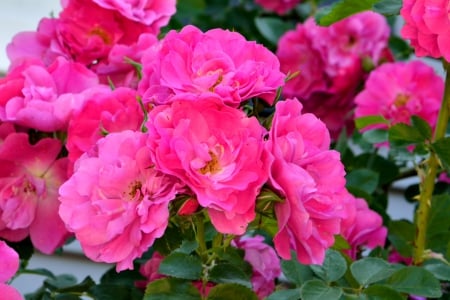 Beautiful Roses - roses, pink, pink roses, beautiful roses