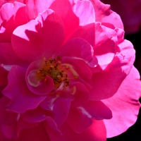 Pink Rose Macro