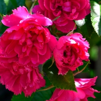 Pink Macro Rose