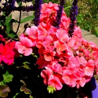 Basket Of Nature