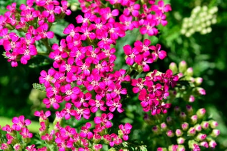 Spring Flowers - beautiful flowers, purple flowers, pretty flowers, Spring Flowers, purple and white flowers