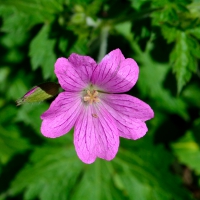 Purple Macro