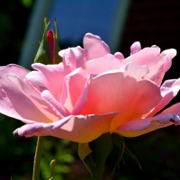 Pink Rose Macro