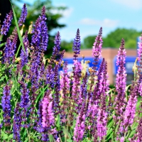 Purple and Blue Spring