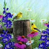 â˜…Goldfinch Meadowâ˜…