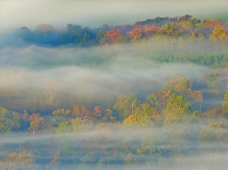 Mist - season, nature, forest, landscape, mist