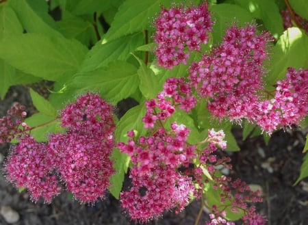 pink bush - flowers, garden, pink, spring