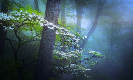 Foggy Forest - trees, spring, dog wood, white, morning mist, forest, mystic atmosphere, blue, beautiful, green, fog, flowers