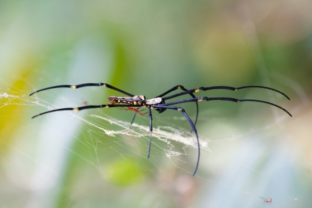 Baby Sitting - spider, insect, animal, nature