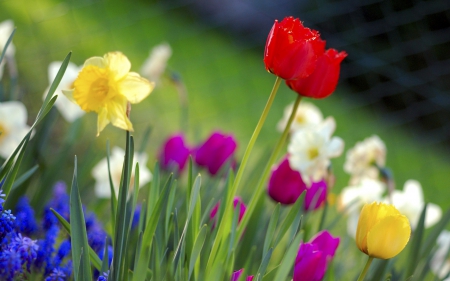 Colorful Tulips garden - white, red, yellow, tulips