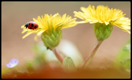 Dandelon with lady bug - bug, flower, yellow, stem