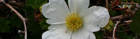 Boulder Raspberry - hd, nature, rasberry, boulder, flowers