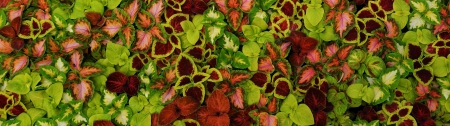 Coleus Colors - fields, hd, nature, urzica, natura, culoare, coleus, colors