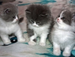 cute kittens trio