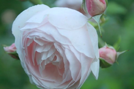 lovely pink rose - roses, pink, flowers, lovely, nature