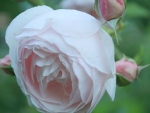 lovely pink rose