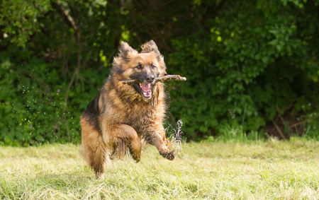 German shepherd - animal, pretty, cute, animals, beautiful, sweet, puppy, puppys, dogs, lovely, dog