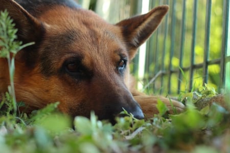 German shepherd - puppy, animals, lovely, pretty, puppys, beautiful, dog, animal, dogs, sweet, cute