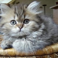 Cute Persian Kitten