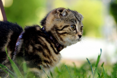 Cat - hat, pretty, cat face, beautiful, lovely, paws, cat, kitten, cute, cats, face, sleeping, animals, kitty