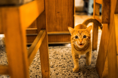 Cat - hat, pretty, cat face, beautiful, lovely, paws, cat, kitten, cute, cats, face, sleeping, animals, kitty