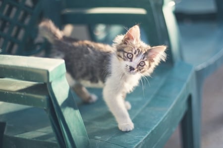 Cat - paws, face, pretty, cute, animals, beautiful, cat, sleeping, kitty, cats, kitten, hat, lovely, cat face