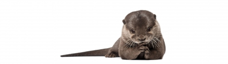 Otter - Sweety, Animals, Water, Hd, Nature, Otter