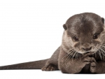 Otter