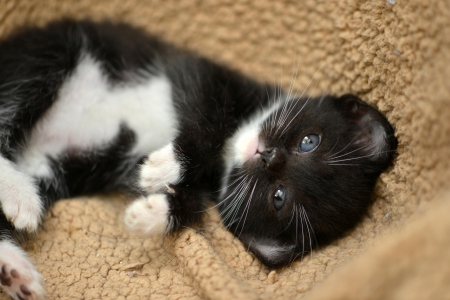 Cat - hat, pretty, cat face, beautiful, lovely, paws, cat, kitten, cute, cats, face, sleeping, animals, kitty